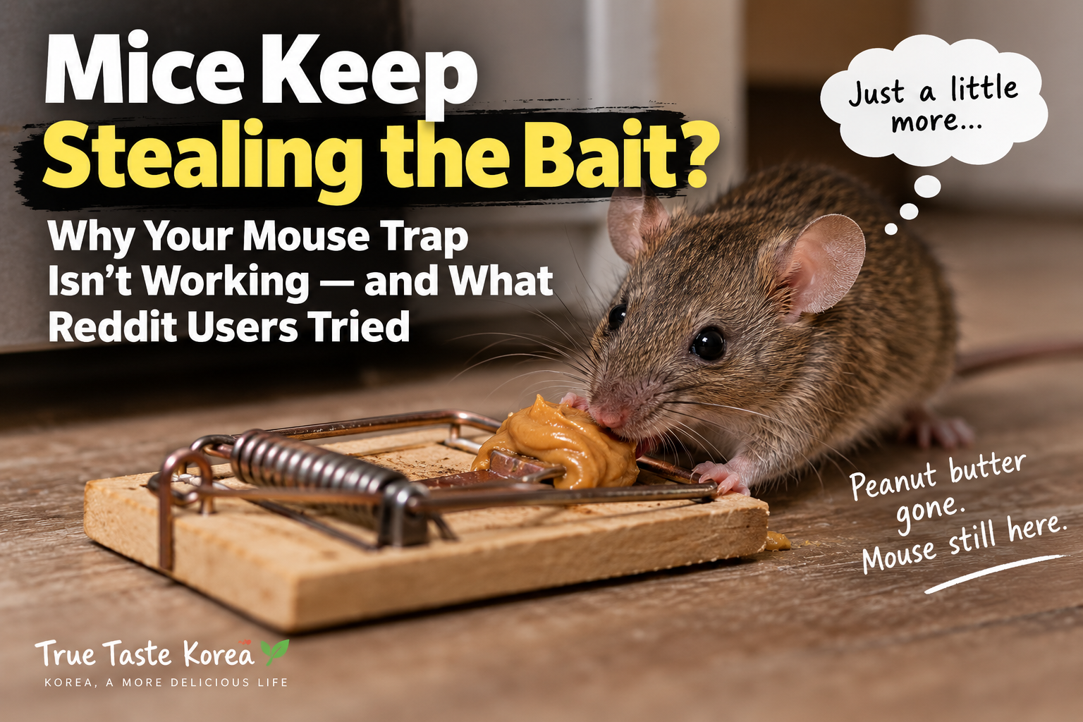 Mice Keep Stealing the Bait? Why Your Mouse Trap Isn’t Working — and What Reddit Users Tried